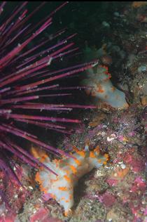 CLOWN NUDIBRANCHS