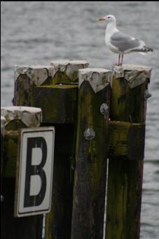 DOCK