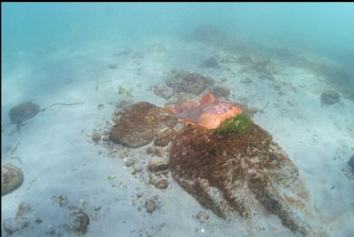 kelp greenling in cove