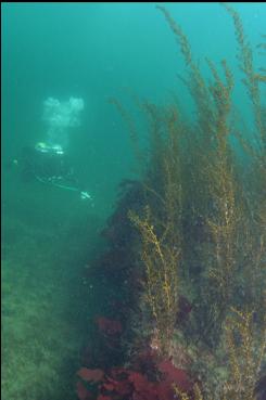 SEAWEED IN SHALLOWS