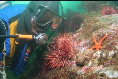 looking at buffalo sculpin