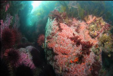 strawberry anemones