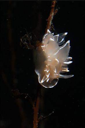 nudibranch on seaweed