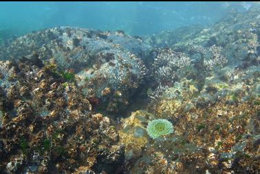 giant green anemone