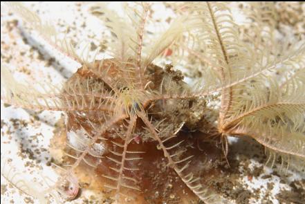 tiny feather stars