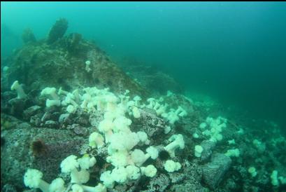 field of plumose anemones