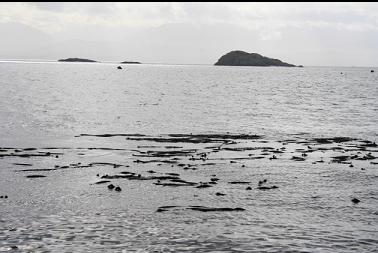 looking over kelp from South-East Islet to Bedford Islands