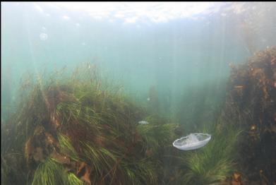 moon jellies and surfgrass