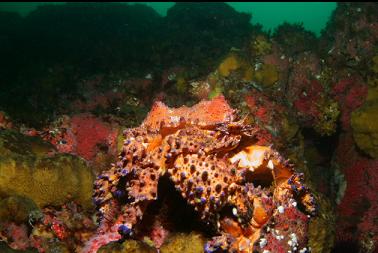 puget sound king crabs