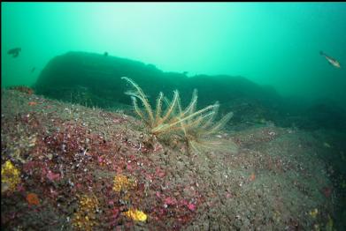 feather stars