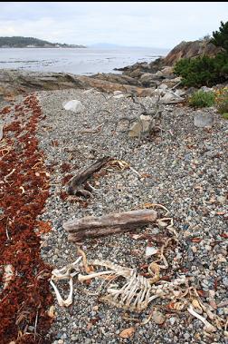 skeleton on beach 