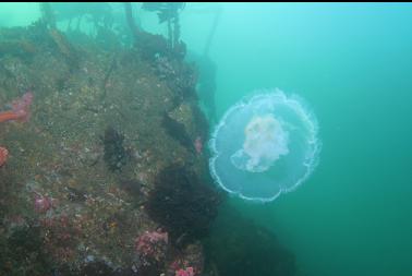 moon jelly