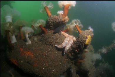 seastar, yellow nudibranch and rockfish on deck fitting