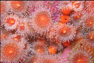 strawberry anemones