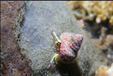 hermit crab on sponge