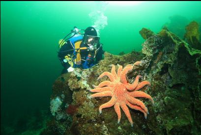 sunflower star