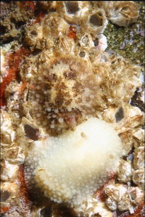 nudibranchs eating barnacles
