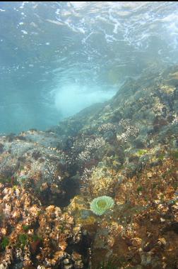 giant green anemone