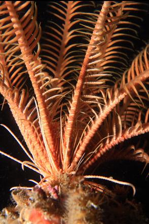 feather star