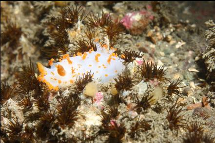 nudibranch on tube worms
