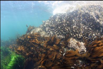 mussels near surface