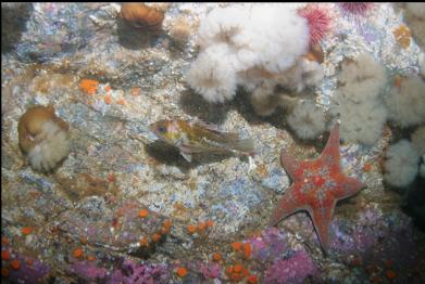 COPPER ROCKFISH