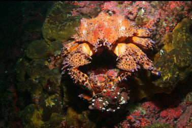 puget sound king crabs