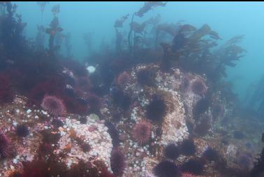 urchins and brooding anemones at North race