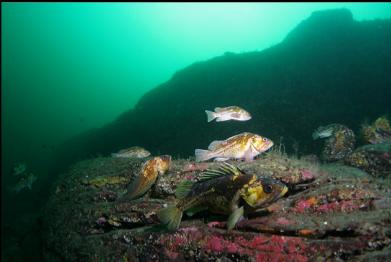 rockfish on wall