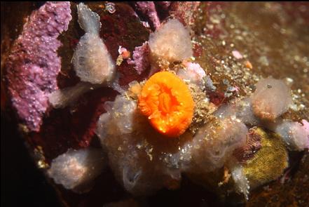 cup coral and tunicates