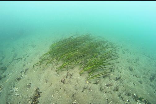 eelgrass near shore