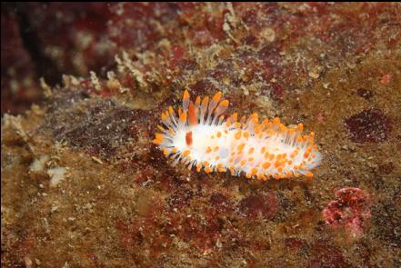 nudibranch