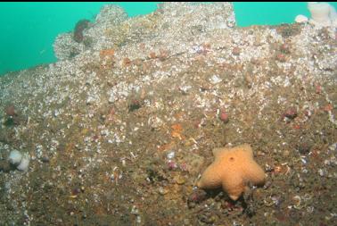 seastar on hull