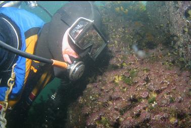 anemones under boat