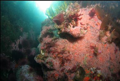 strawberry anemones