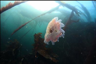 dead lion's mane jelly