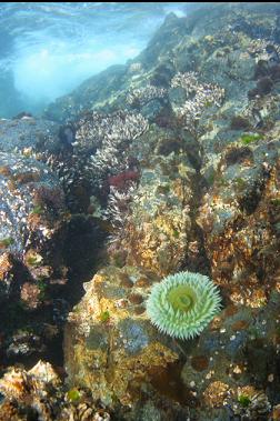 giant green anemone