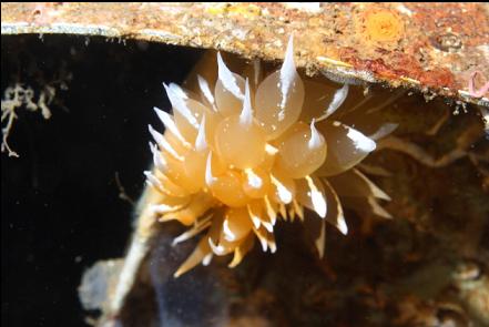 nudibranch on the wing