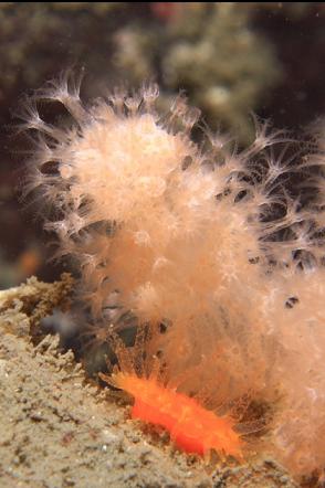 soft coral and cup coral