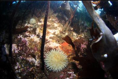 anemone and stalked kelp