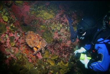 puget sound king crab