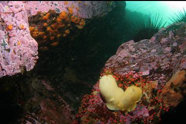 nudibranchs