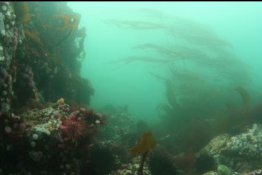 shallows at North race rock