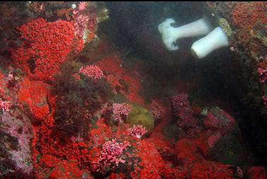 strawberry anemones and hydrocoral