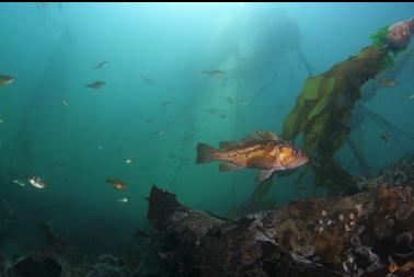 copper rockfish and perch in bay