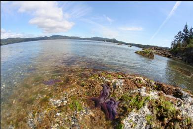 seastars on shoreline