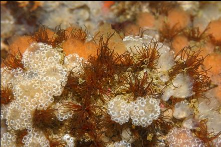 cemented tube worms and tunicates