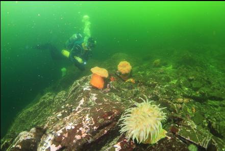 anemones at the top of the wall 40' deep