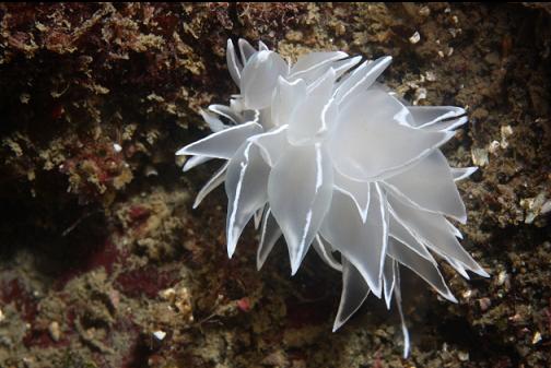 alabaster nudibranch