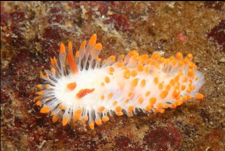 nudibranch